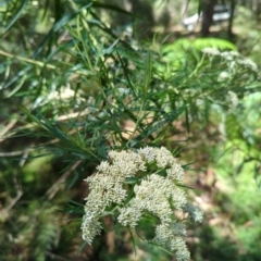 Cassinia longifolia (Shiny Cassinia, Cauliflower Bush) at Micalong Gorge - 27 Dec 2023 by brettguy80