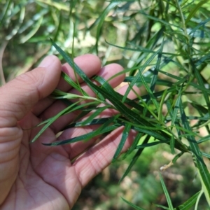 Cassinia longifolia at Micalong Gorge - 28 Dec 2023