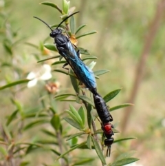 Rhagigaster ephippiger (Smooth flower wasp) at Cook, ACT - 30 Dec 2023 by CathB