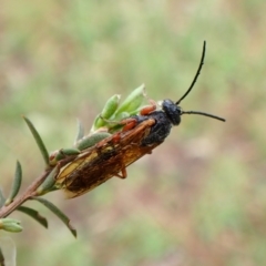 Tiphiidae (family) (Unidentified Smooth flower wasp) at Cook, ACT - 23 Dec 2023 by CathB