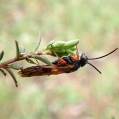 Tiphiidae (family) at Mount Painter - 24 Dec 2023 09:02 AM