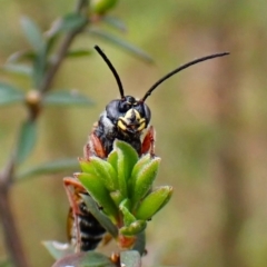 Tiphiidae (family) at Mount Painter - 24 Dec 2023