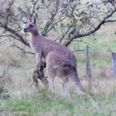 Macropus giganteus (Eastern Grey Kangaroo) at Symonston, ACT - 19 Dec 2023 by CallumBraeRuralProperty