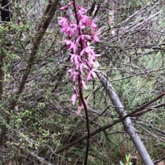 Dipodium punctatum (Blotched Hyacinth Orchid) at Tidbinbilla Nature Reserve - 31 Dec 2023 by WendyW