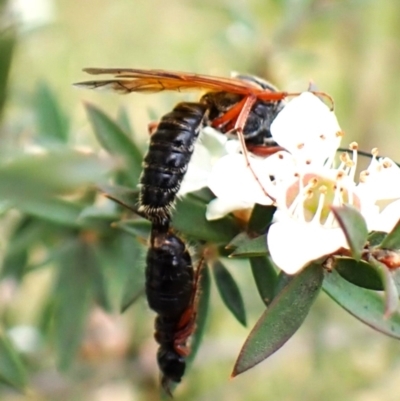 Thynninae (subfamily) (Smooth flower wasp) at Cook, ACT - 13 Dec 2023 by CathB