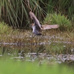 Zapornia pusilla (Baillon's Crake) at Jerrabomberra Wetlands - 31 Dec 2023 by JimL