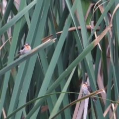 Hirundo neoxena (Welcome Swallow) at Fyshwick, ACT - 31 Dec 2023 by JimL