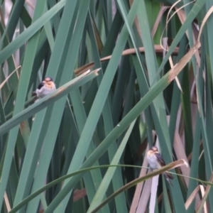 Hirundo neoxena at Fyshwick, ACT - 31 Dec 2023 02:13 PM