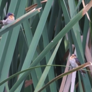 Hirundo neoxena at Fyshwick, ACT - 31 Dec 2023 02:13 PM