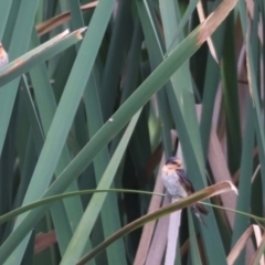 Hirundo neoxena at Fyshwick, ACT - 31 Dec 2023 02:13 PM