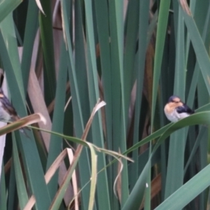 Hirundo neoxena at Fyshwick, ACT - 31 Dec 2023 02:13 PM