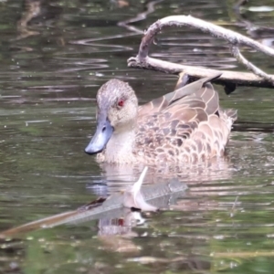 Anas gracilis at Jerrabomberra Wetlands - 31 Dec 2023 02:21 PM