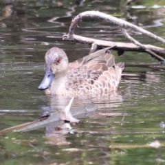 Anas gracilis at Jerrabomberra Wetlands - 31 Dec 2023 02:21 PM