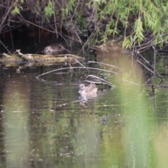 Anas gracilis at Jerrabomberra Wetlands - 31 Dec 2023 02:21 PM