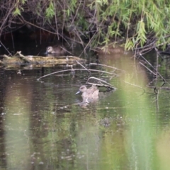 Anas gracilis at Jerrabomberra Wetlands - 31 Dec 2023