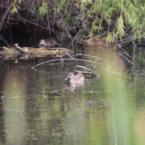 Anas gracilis at Jerrabomberra Wetlands - 31 Dec 2023 02:21 PM