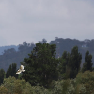 Threskiornis molucca (Australian White Ibis) at Jerrabomberra Wetlands - 31 Dec 2023 by JimL