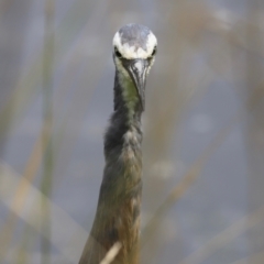 Egretta novaehollandiae (White-faced Heron) at Fyshwick, ACT - 31 Dec 2023 by JimL