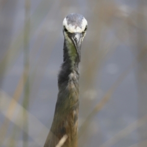 Egretta novaehollandiae at Jerrabomberra Wetlands - 31 Dec 2023 02:20 PM