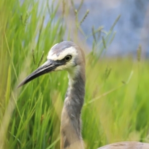 Egretta novaehollandiae at Jerrabomberra Wetlands - 31 Dec 2023 02:20 PM