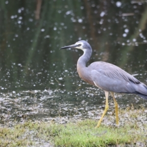 Egretta novaehollandiae at Jerrabomberra Wetlands - 31 Dec 2023 02:20 PM