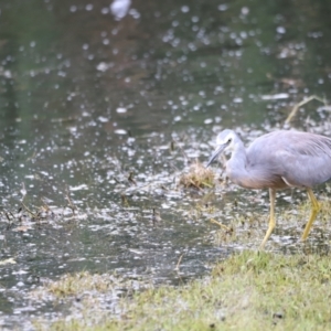 Egretta novaehollandiae at Jerrabomberra Wetlands - 31 Dec 2023 02:20 PM