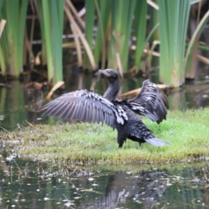 Phalacrocorax sulcirostris at Fyshwick, ACT - 31 Dec 2023 02:51 PM