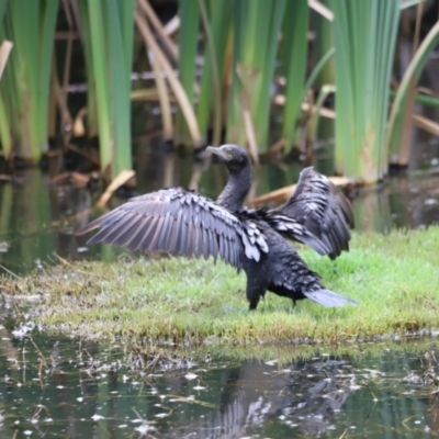 Phalacrocorax sulcirostris (Little Black Cormorant) at Jerrabomberra Wetlands - 31 Dec 2023 by JimL