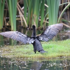 Phalacrocorax sulcirostris at Fyshwick, ACT - 31 Dec 2023