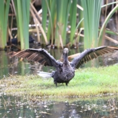 Phalacrocorax sulcirostris at Fyshwick, ACT - 31 Dec 2023