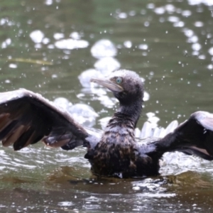 Phalacrocorax sulcirostris at Fyshwick, ACT - 31 Dec 2023