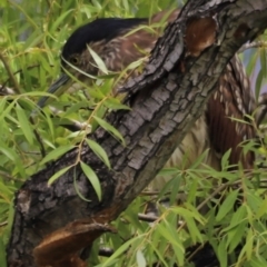 Nycticorax caledonicus at Fyshwick, ACT - 31 Dec 2023