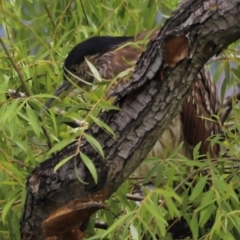 Nycticorax caledonicus at Fyshwick, ACT - 31 Dec 2023