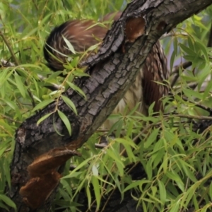 Nycticorax caledonicus at Fyshwick, ACT - 31 Dec 2023 02:23 PM