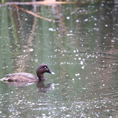 Aythya australis (Hardhead) at Jerrabomberra Wetlands - 31 Dec 2023 by JimL