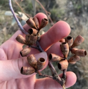 Eucalyptus albens at Red Hill to Yarralumla Creek - 26 Nov 2023 08:10 PM