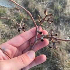 Eucalyptus albens at Red Hill to Yarralumla Creek - 26 Nov 2023 08:10 PM