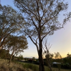 Eucalyptus albens at Red Hill to Yarralumla Creek - 26 Nov 2023 08:10 PM