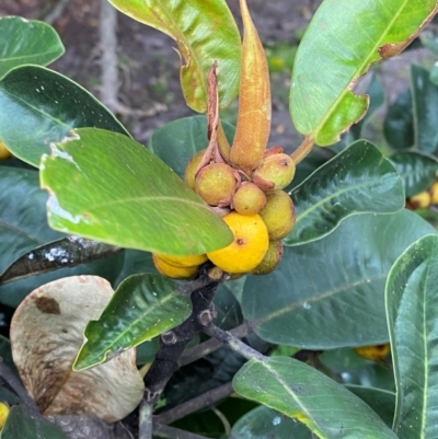 Ficus rubiginosa (Port Jackson or Rusty Fig) at Sydney, NSW - 25 Nov 2023 by Tapirlord