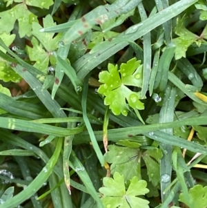 Hydrocotyle tripartita at Sydney, NSW - 25 Nov 2023