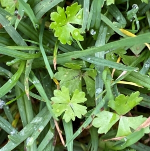 Hydrocotyle tripartita at Sydney, NSW - 25 Nov 2023