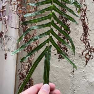 Pteris vittata at suppressed - 25 Nov 2023