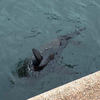 Arctocephalus pusillus (Australo-african Fur-seal) at Sydney, NSW - 24 Nov 2023 by Tapirlord