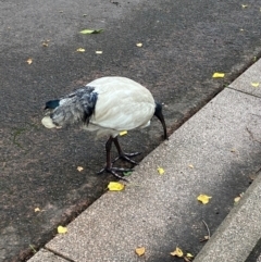 Threskiornis molucca (Australian White Ibis) at Sydney, NSW - 24 Nov 2023 by Tapirlord