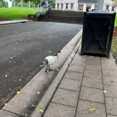 Threskiornis molucca at Sydney, NSW - 24 Nov 2023