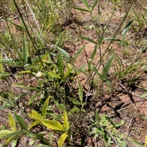 Cullen microcephalum at Jarramlee-West MacGregor Grasslands - 30 Dec 2023