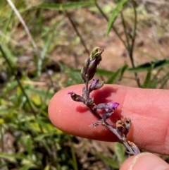 Cullen microcephalum at Jarramlee-West MacGregor Grasslands - 30 Dec 2023