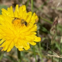 Lasioglossum (Chilalictus) sp. (genus & subgenus) (Halictid bee) at Jarramlee-West MacGregor Grasslands - 30 Dec 2023 by NickiTaws