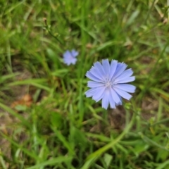Cichorium intybus (Chicory) at McKellar, ACT - 31 Dec 2023 by Jiggy