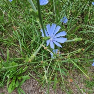 Cichorium intybus at McKellar, ACT - 31 Dec 2023 10:12 AM